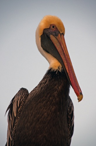 pelican.jpg